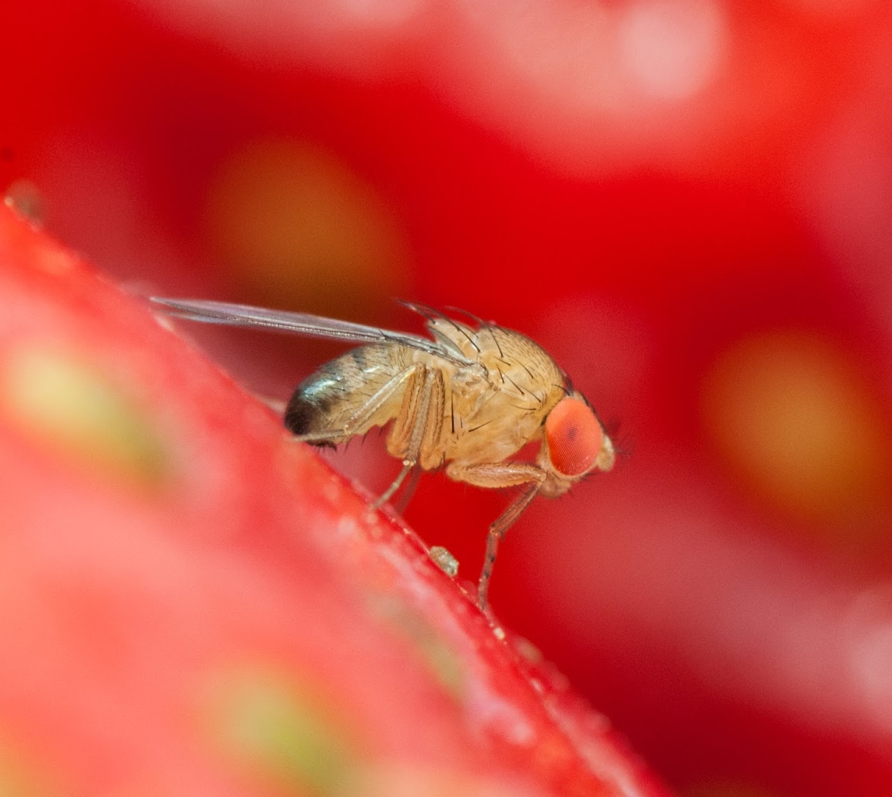 Moscerino dei piccoli frutti